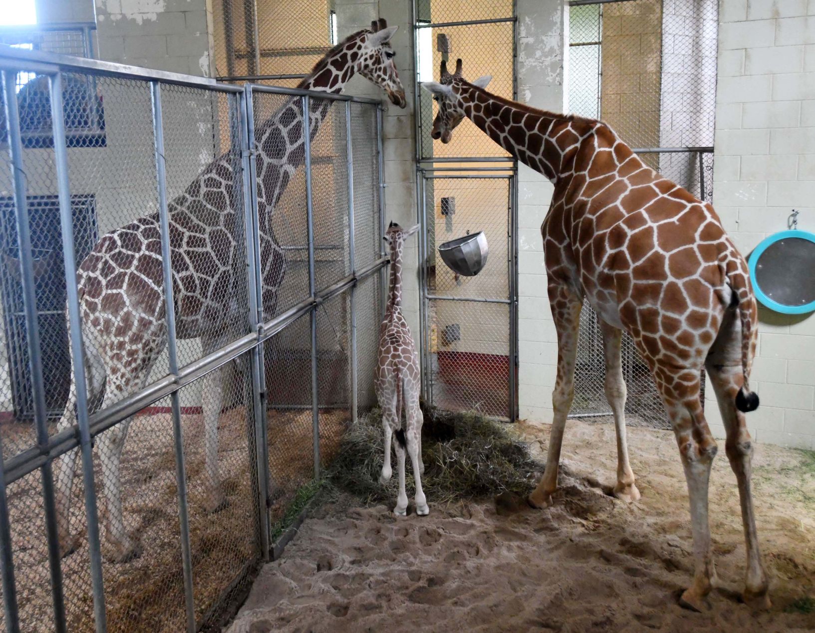 070819-news-giraffe 25.JPG